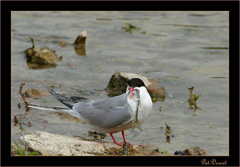 Common Tern