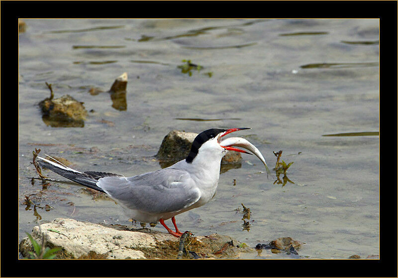 Common Tern