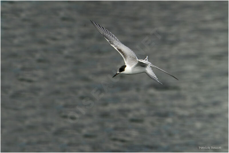 Common Tern