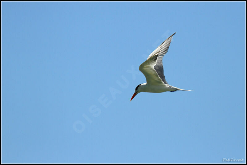 Royal Tern