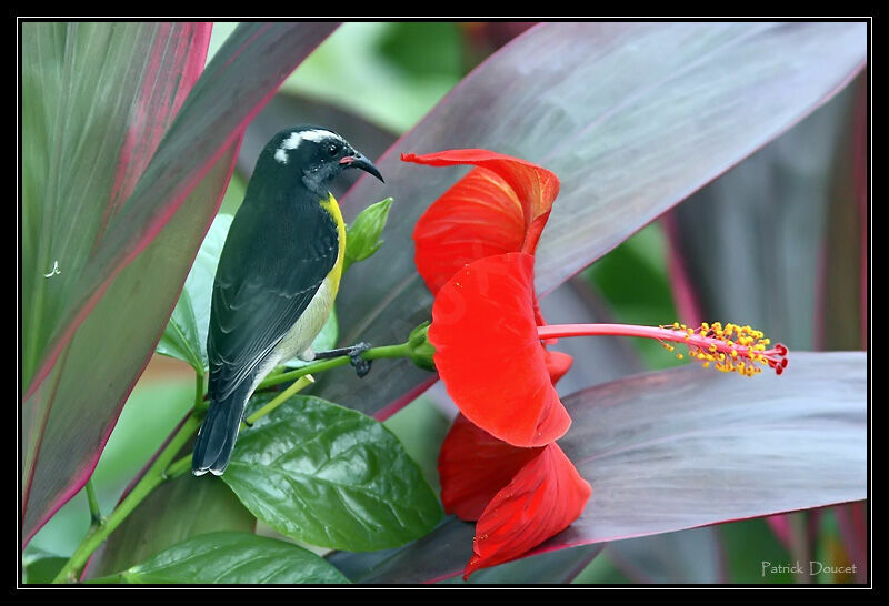 Bananaquit