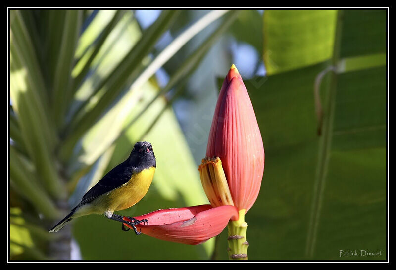 Bananaquit