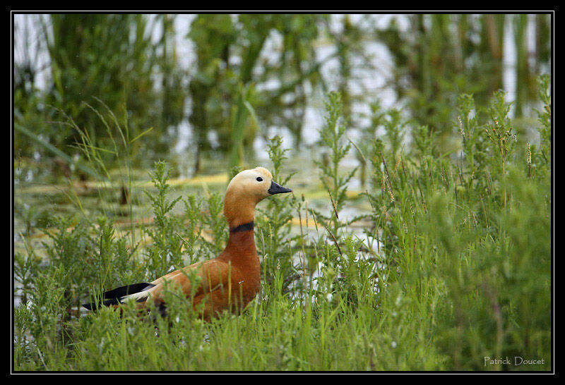 Ruddy Shelduck