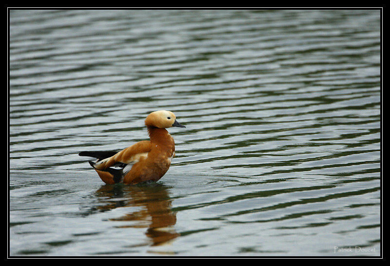 Ruddy Shelduck