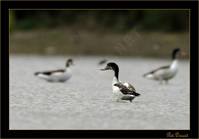 Common Shelduck