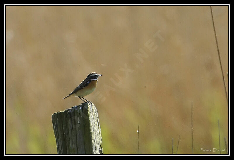 Whinchat