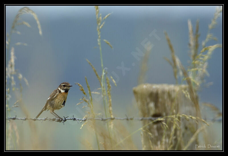 European Stonechat female