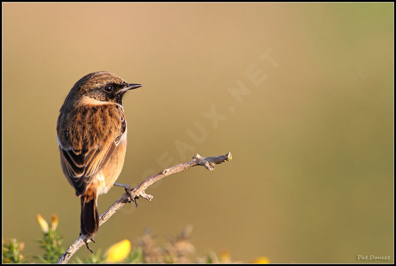 European Stonechat