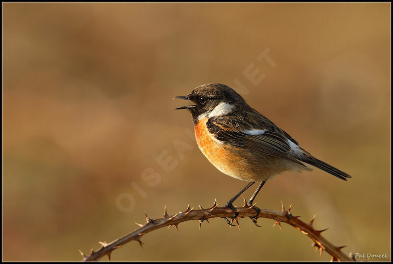 European Stonechat