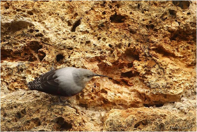 Wallcreeper