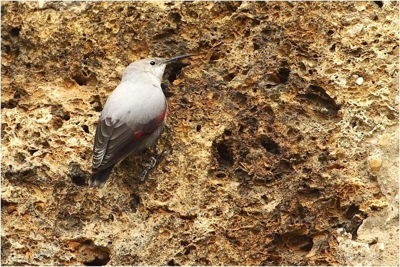 Wallcreeper