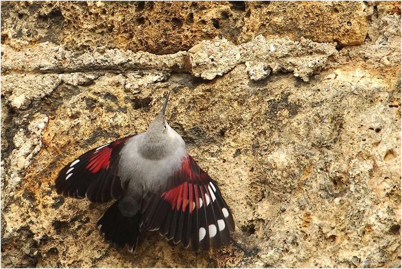 Wallcreeper