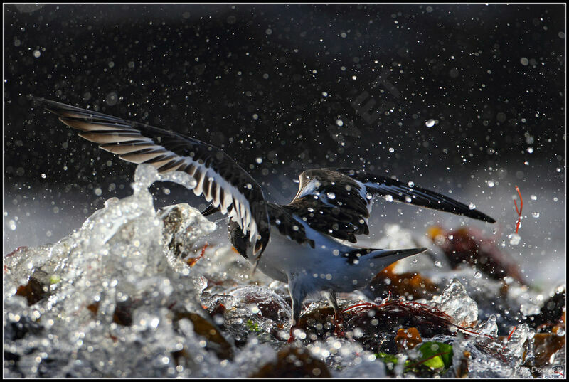 Ruddy Turnstone