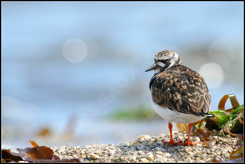 Ruddy Turnstone