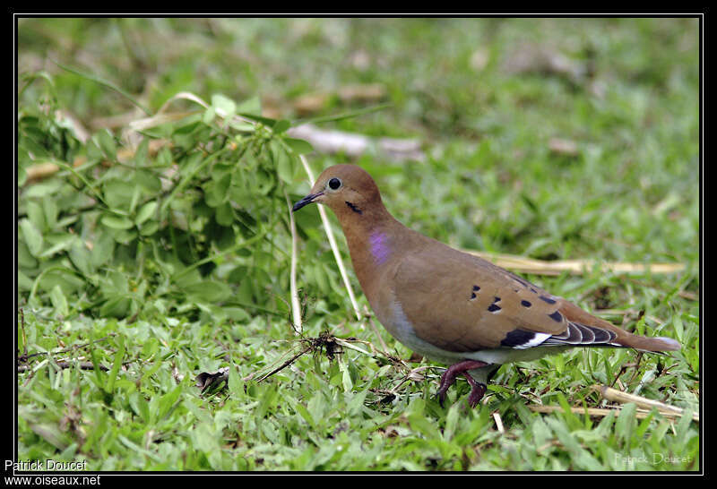 Tourterelle à queue carréeadulte nuptial, identification