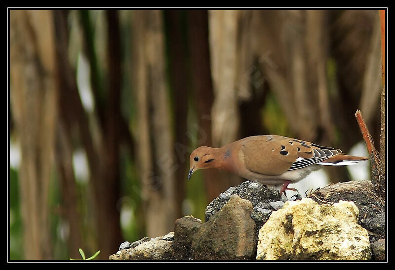 Zenaida Dove