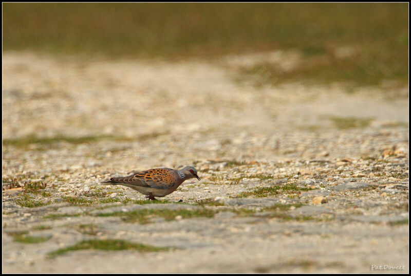 European Turtle Dove