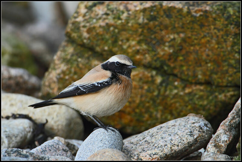 Desert Wheatear