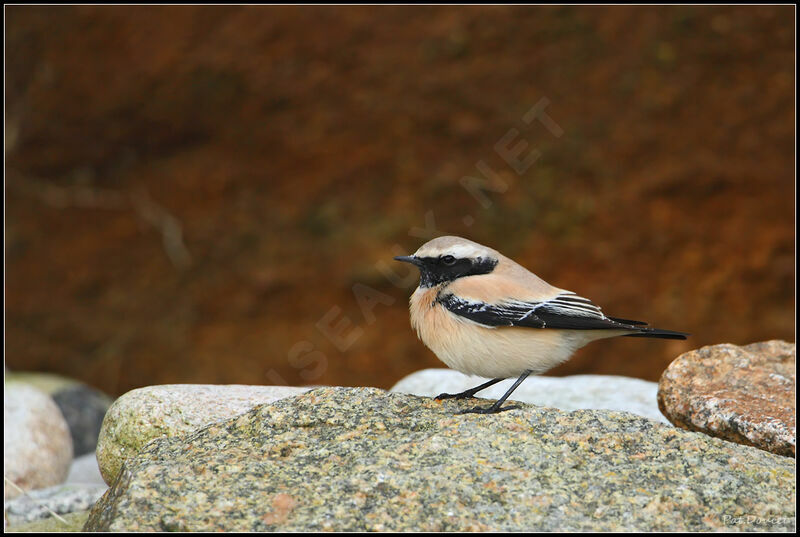 Desert Wheatear