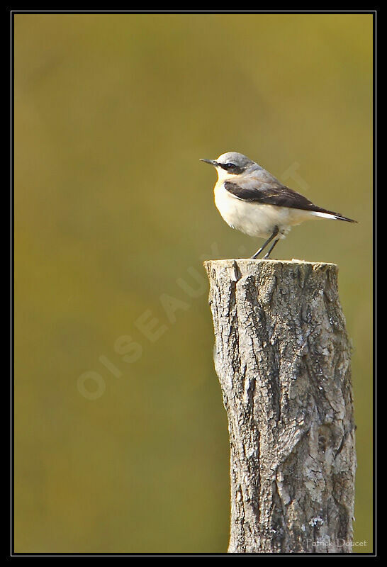 Northern Wheatear male