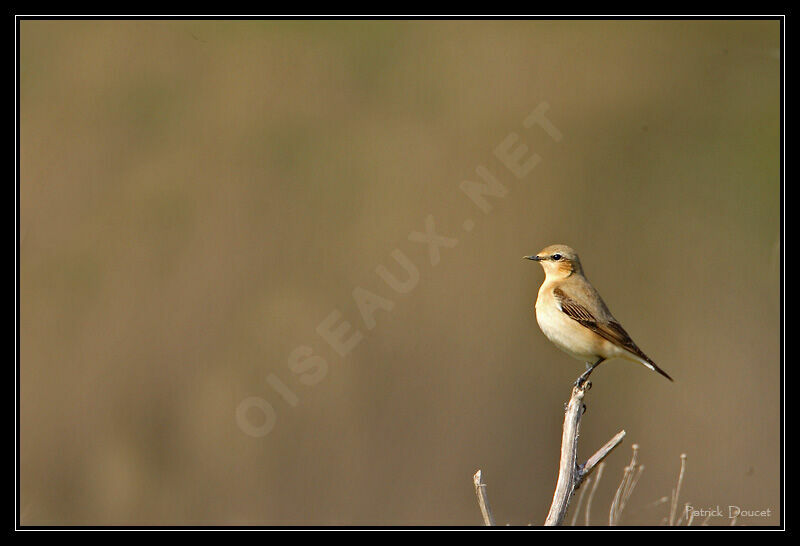 Northern Wheatear female