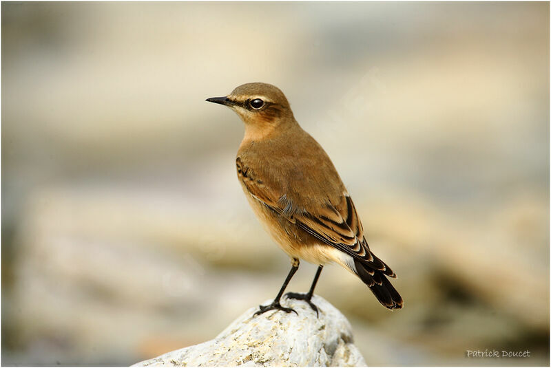 Northern Wheatear