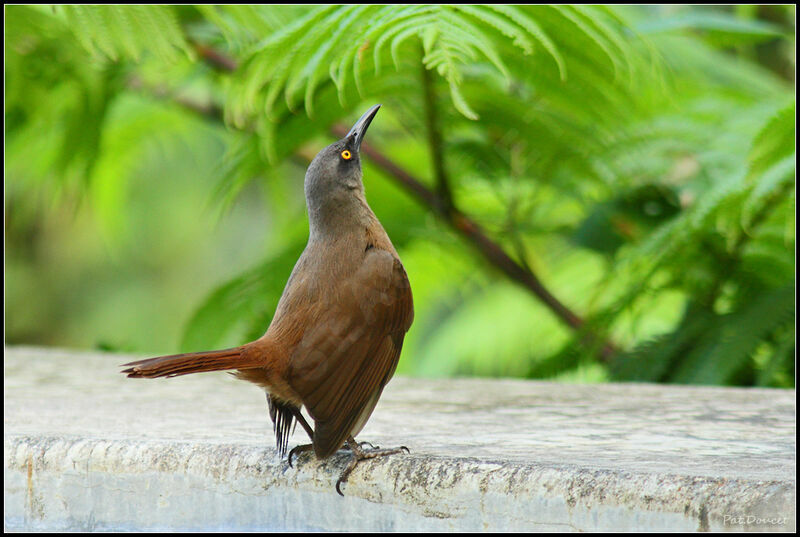 Brown Trembler