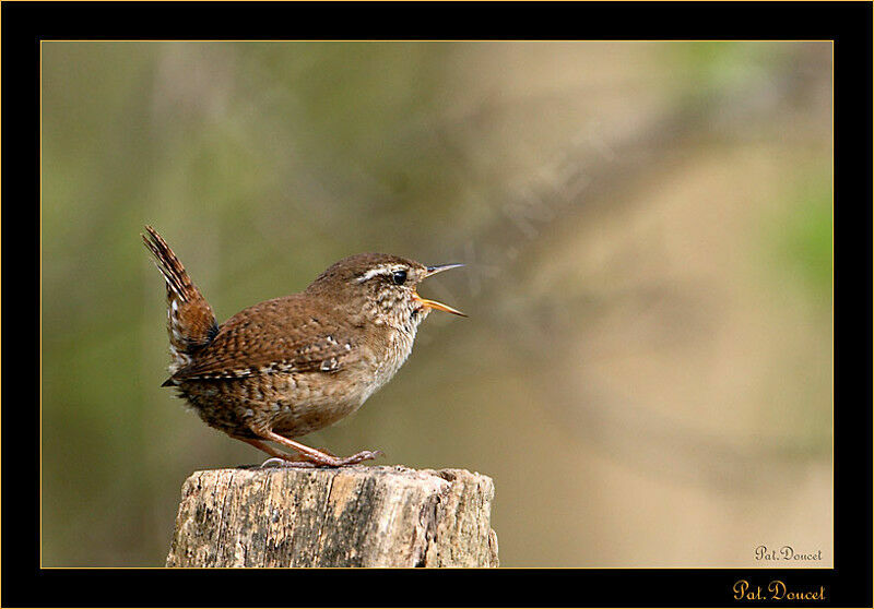 Eurasian Wren