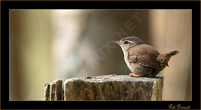 Eurasian Wren