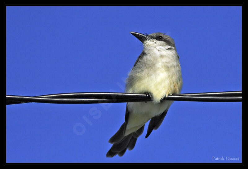 Grey Kingbird