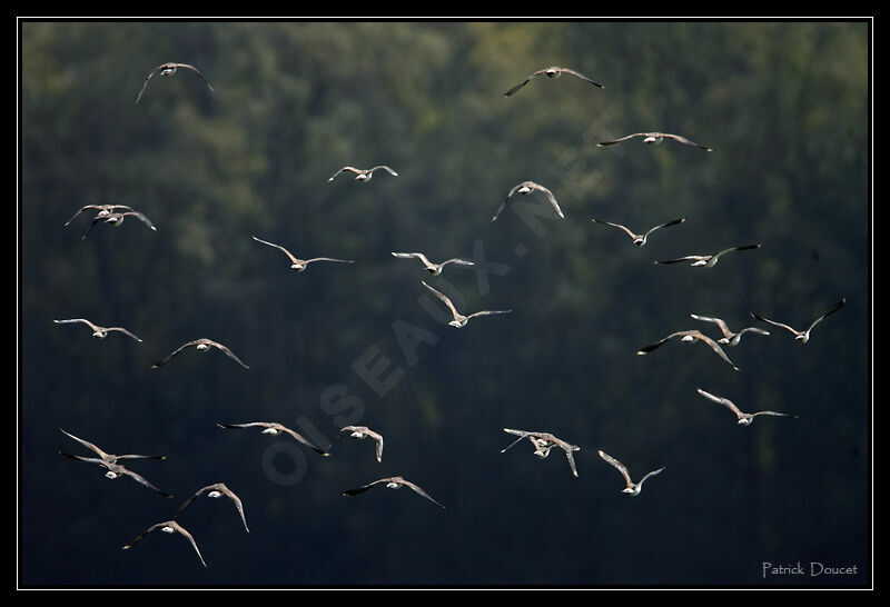 Northern Lapwing