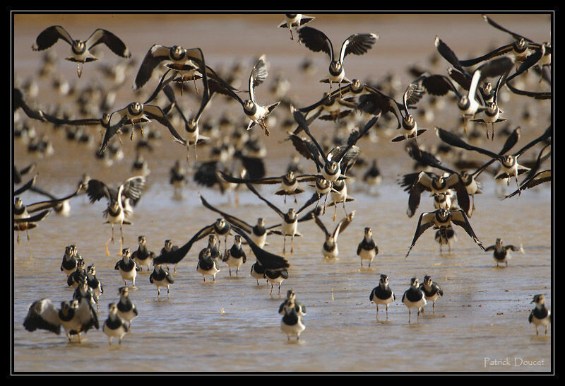 Northern Lapwing