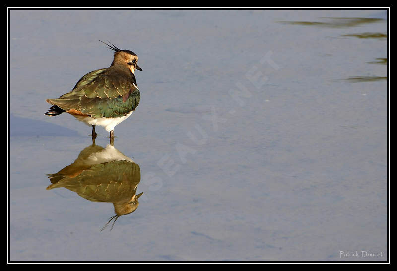 Northern Lapwing