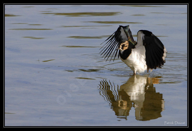 Northern Lapwing