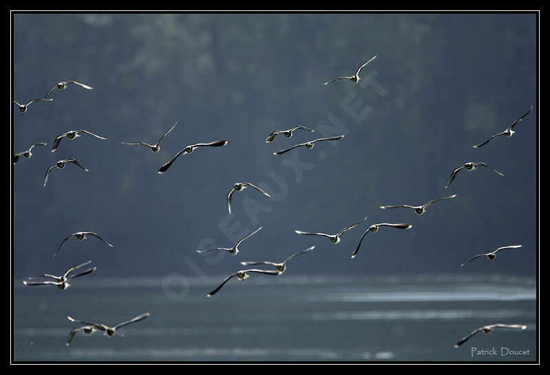 Northern Lapwing