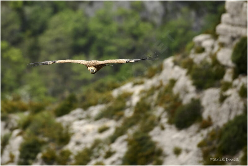 Vautour fauve