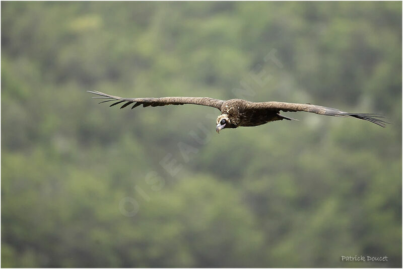 Cinereous Vulture