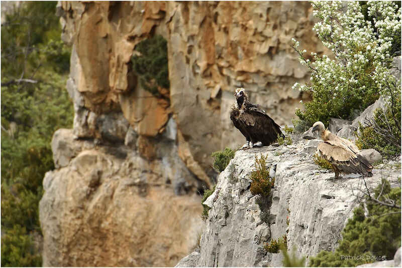 Cinereous Vulture