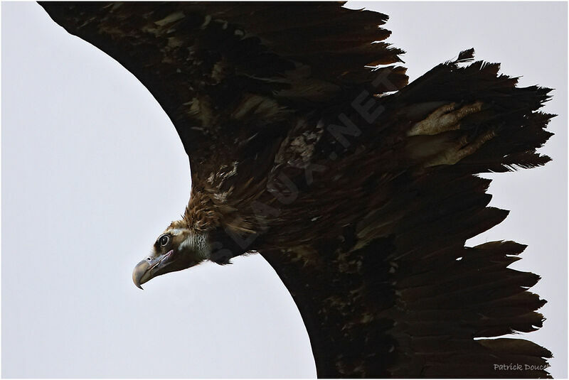 Cinereous Vulture