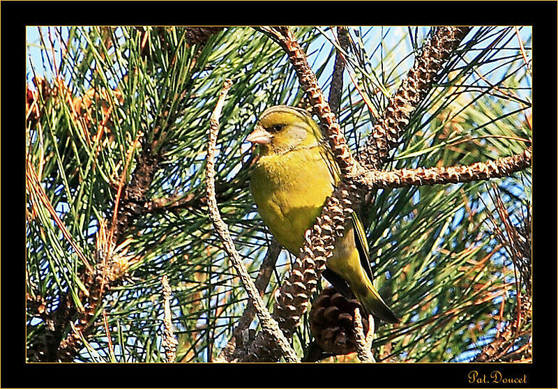 European Greenfinch