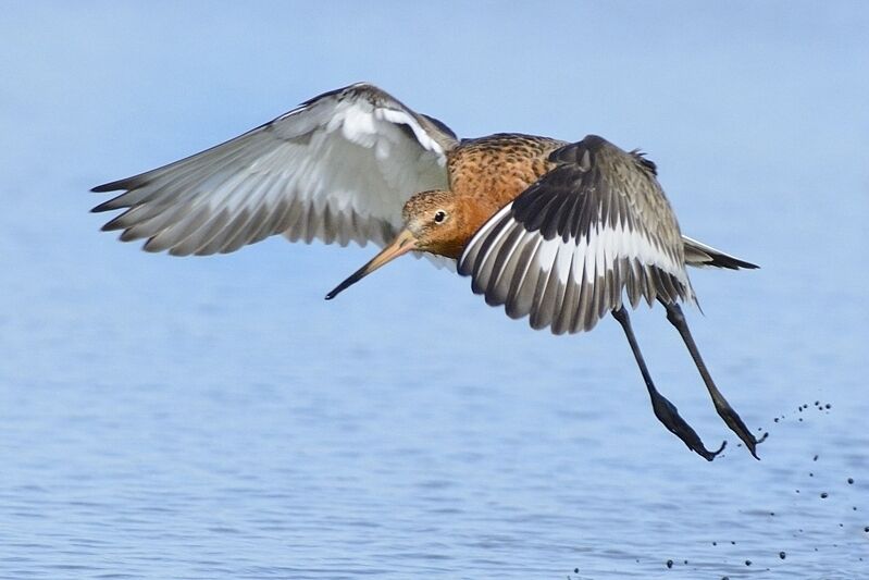 Black-tailed Godwitadult breeding, Flight