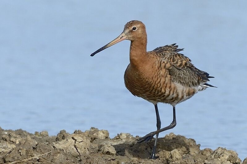 Black-tailed Godwitadult breeding