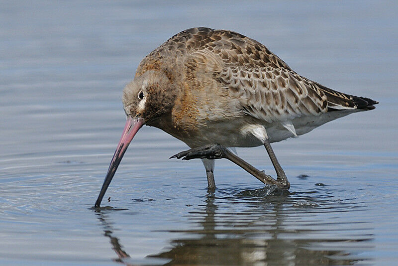 Black-tailed Godwitadult post breeding