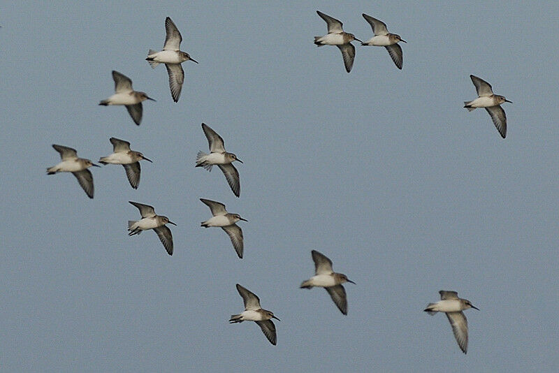 Dunlin