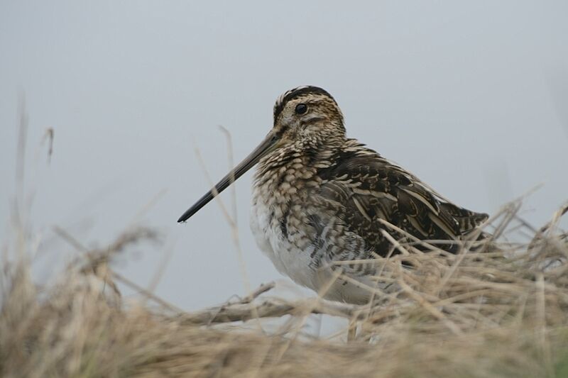 Common Snipeadult