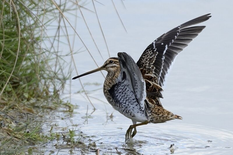 Common Snipeadult