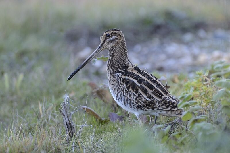 Common Snipeadult, close-up portrait