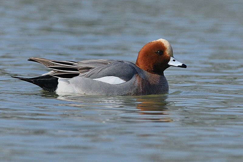 Canard siffleur mâle adulte