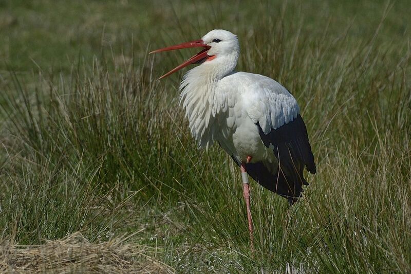 White Storkadult breeding, habitat