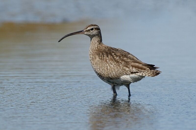 Eurasian Whimbreladult